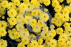 Multiple Bright Yellow Chrysanthemum Flowers