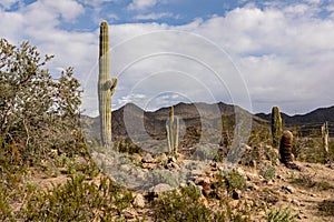 Multiple Cacti Desert Landscape with Power Lines