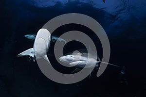 Multiple Caribean Reef Sharks Swimming in Bahamas