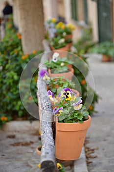 Multiple ceramic potted vases hanging from a log with Pansies: Viola  in purple ,yellow and white