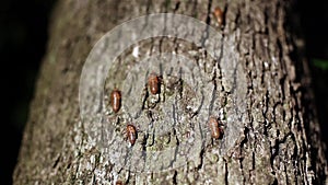 Multiple Cicadas Climbing Oak Tree