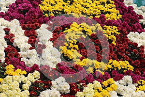 Multiple color Chrysanthemum flower in the exhibition