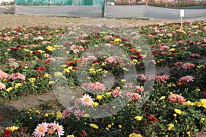 multiple colored chrysantheme rot tautropfen flower on farm