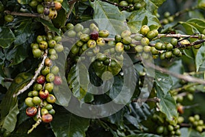 Multiple colors of coffee berries and flowers photo