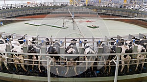 Multiple cows at smart milking machine at a dairy farm