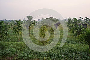 Multiple croping system, durian fruit grow together with areca nut