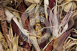 Multiple ears of Indian Corn