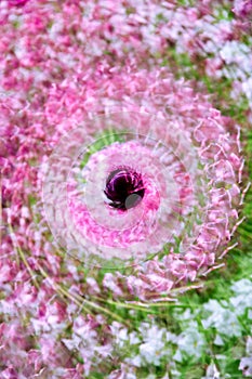 Multiple exposure of a black tulip in the center with white pink and white ones around