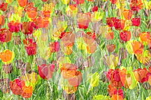 Multiple exposure tulip