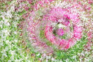 Multiple exposure of a tulip garden with white pink and dark flowers