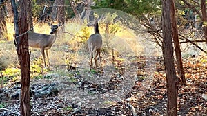 Multiple female deer wandering in the forest that are curious with the cameraman.