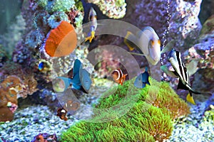 Multiple Fish at home aquarium