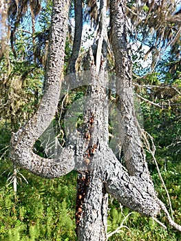 Multiple fractures led to this unique growth form of a spruce tree