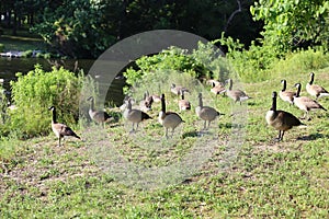 Multiple geese deciding what to do next at the park