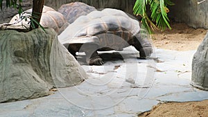 Multiple Giant grey Galapagos tortoise slow walking in zoo