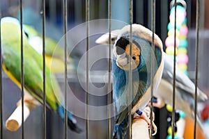 multiple golden finch birds in a cage