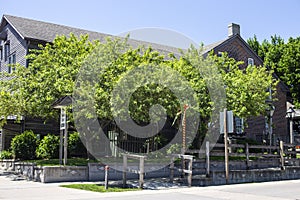 Multiple green trees at the Amana Colonies