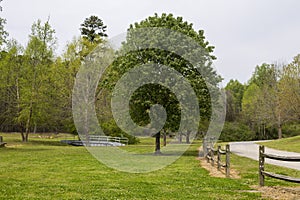 Multiple green trees and a brown wooden fence at Buchanan Park