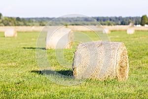 Multiple hay rolls on a field in summer in Hiiumaa, Estonia