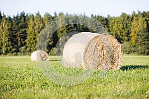 Multiple hay rolls on a field in summer in Hiiumaa, Estonia