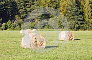 Multiple hay rolls on a field in summer in Hiiumaa, Estonia