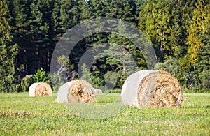 Multiple hay rolls on a field in summer in Hiiumaa, Estonia