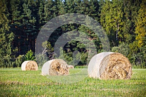 Multiple hay rolls on a field in summer in Hiiumaa, Estonia