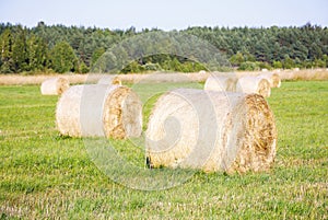 Multiple hay rolls on a field in summer in Hiiumaa, Estonia