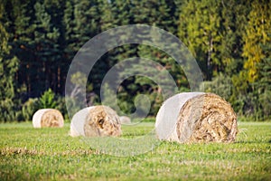 Multiple hay rolls on a field in summer in Hiiumaa, Estonia