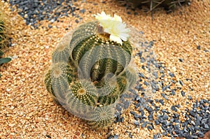 Multiple heads cactus with yellow flowers in the desert garden.