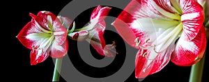 Multiple hippeastrum (amaryllis) flowers on black background isolated