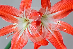 Multiple hippeastrum (amaryllis) flowers on light background isolated