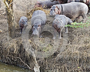 Multiple hippos of different sizes standing at the edge of the river contemplating entering