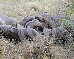 Multiple hippos of different sizes standing on land