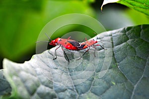 Multiple insects love and affection top of ladies finger plant