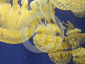 Multiple Jelly fish closeup