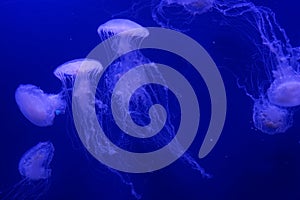multiple jellyfish in an aquarium