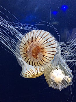 Multiple jellyfish at different angles in blue water in aquarium