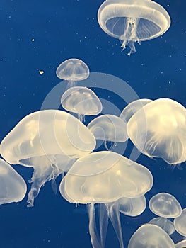 Multiple jellyfish on water