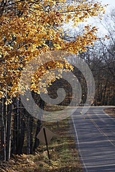 Multiple leaves falling from tree in late fall along a forest road