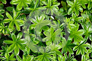 Multiple leaves of sweet woodruff (Galium odoratum) plants arranged in whorls.