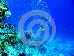 Multiple Lion fish Volitans Chase Bait Ball photo