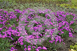 Multiple magenta-colored flowers of Michaelmas daisies in October