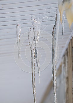 Multiple, melting icicles hanging through cracks, spring or winter.