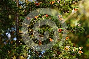 Multiple monarch butterflies sitting on a tree branch