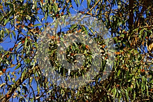 Multiple monarch butterflies sitting on a tree branch