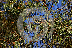 Multiple monarch butterflies sitting on a tree branch