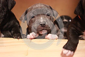 multiple multi-colored cute young small purebred Australian Staffordshire terrior pups resting and playing with eachother on a