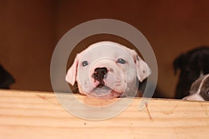 multiple multi-colored cute young small purebred Australian Staffordshire terrior pups resting and playing with eachother on a