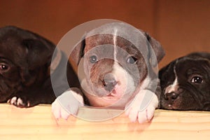 multiple multi-colored cute young small purebred Australian Staffordshire terrior pups resting and playing with eachother on a